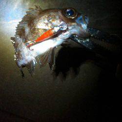 JADEフィッシュ！